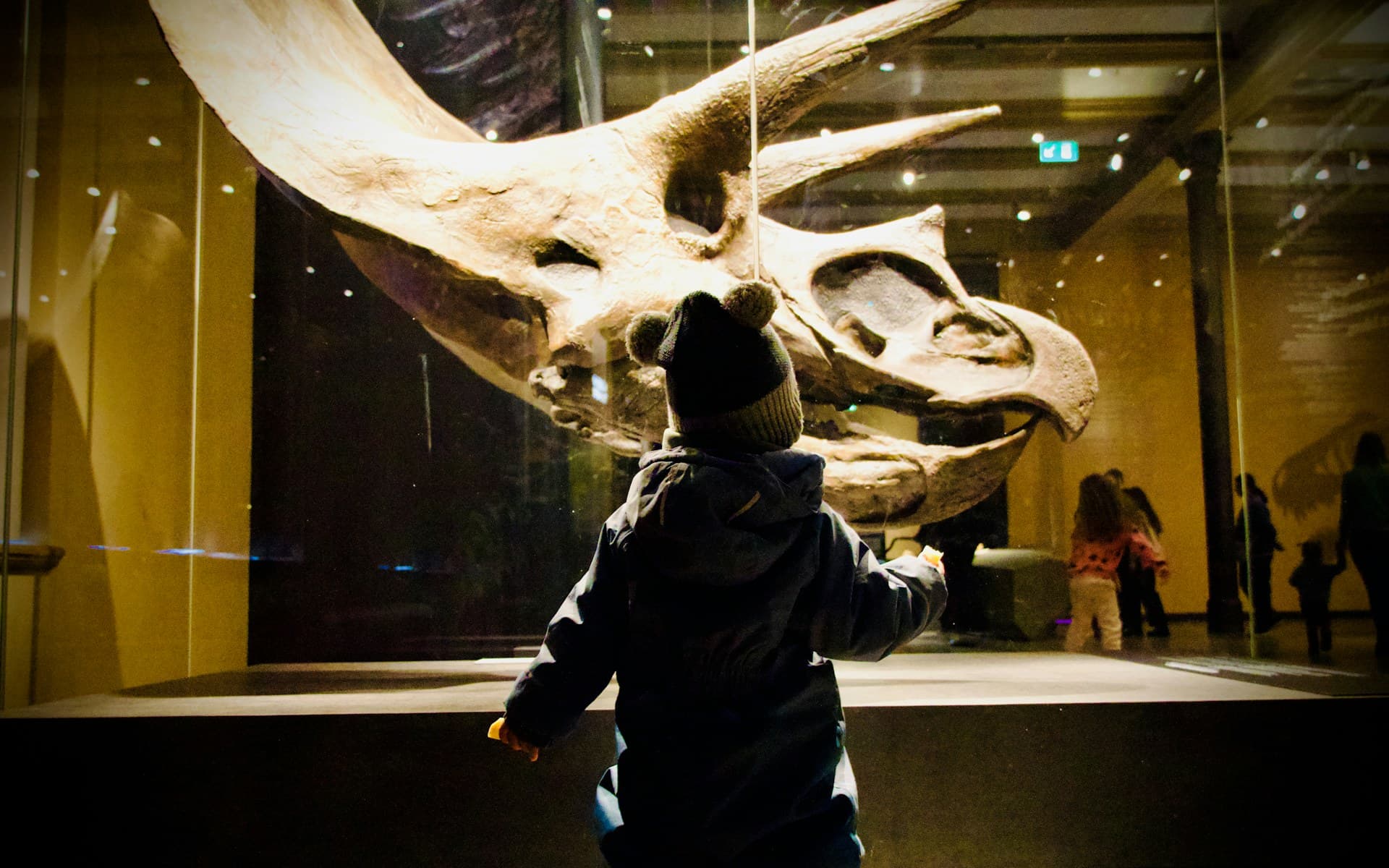 Un enfant observe un crâne de dinosaure dans un musée de sciences